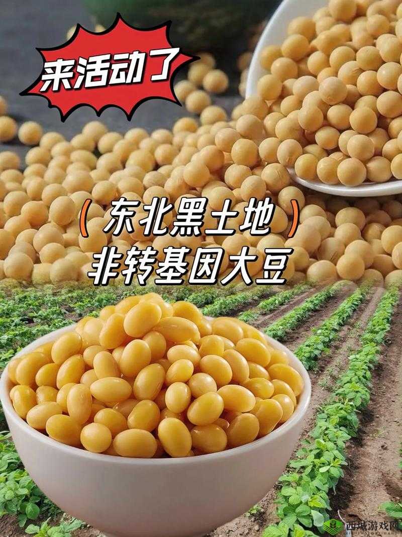 成熟大豆：亚洲的美味之选