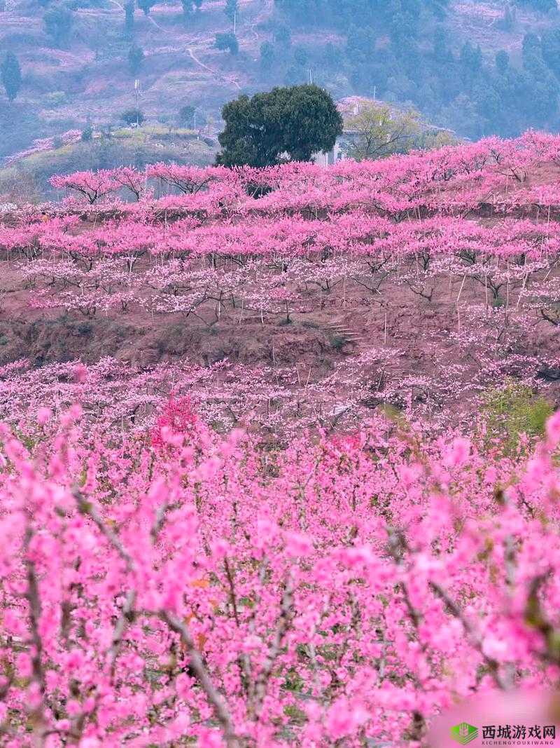 国色天香桃花朵朵开：探寻春日里那一抹娇艳芬芳
