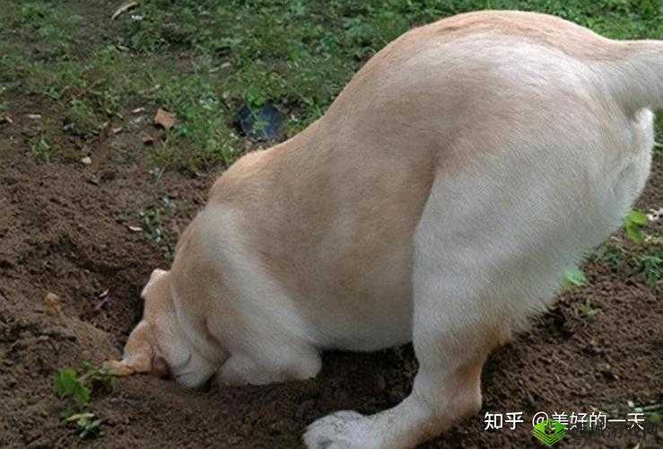 小狗为什么会爬过来叫主人？这背后的原因可能出乎你的意料