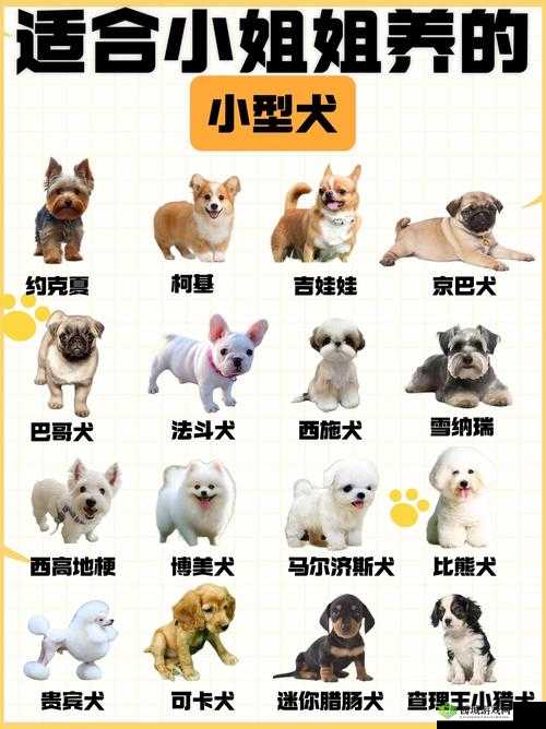 有哪些适合小户型的狗狗？ZOOMSERVO 兽狗了解一下