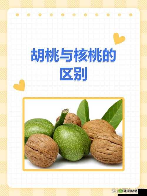 胡桃和核桃的区别图片解析：如何一眼识别这两种坚果的外观和特征